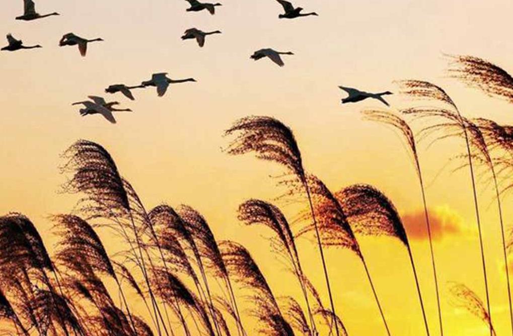 越剧 叠纸雁雁南飞往事可追