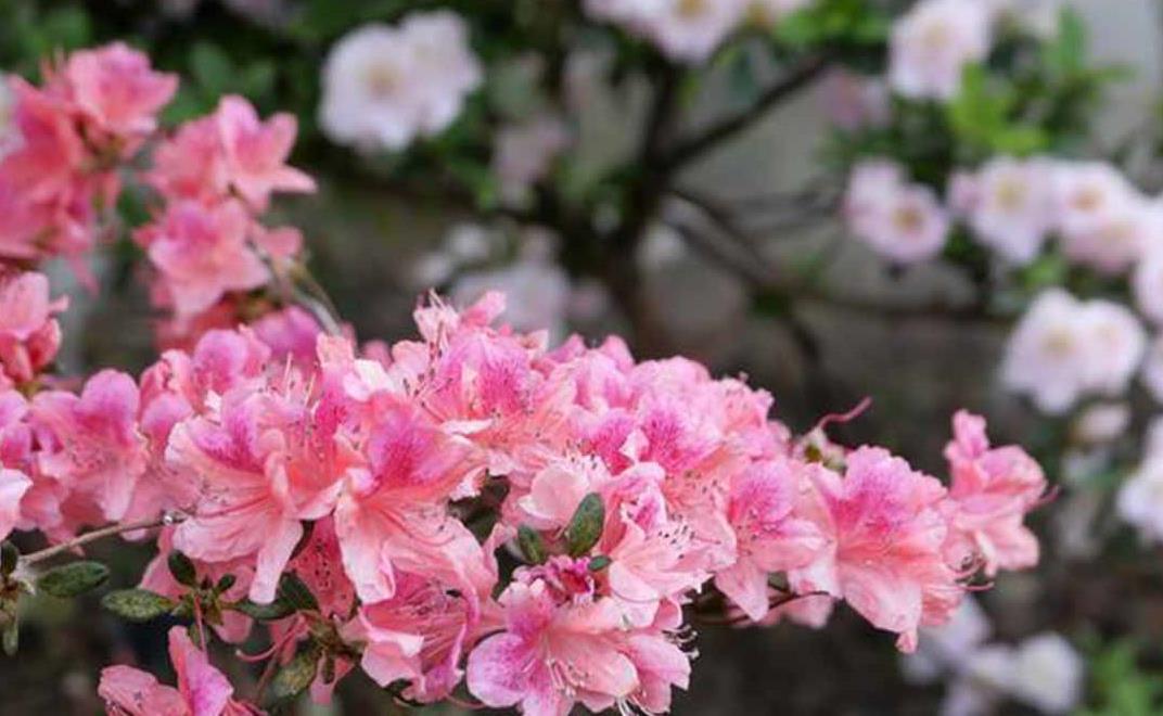 山丹丹花开红艳艳(笛子独奏) 六合区爱乐乐团