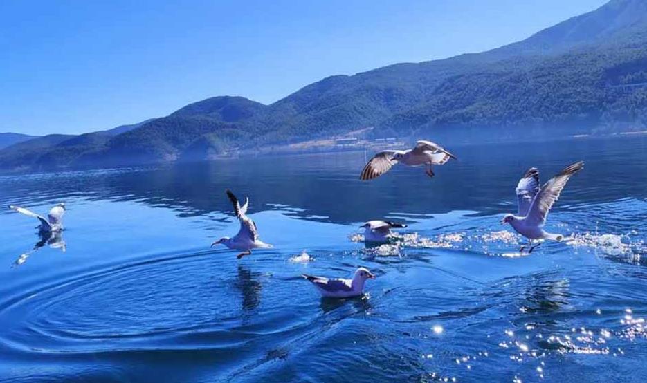 美丽的泸沽湖(葫芦丝-巴乌独奏)